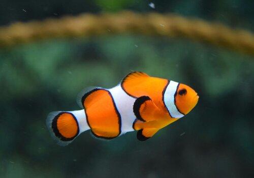 pexels-crisdip-poisson-fete-sciences