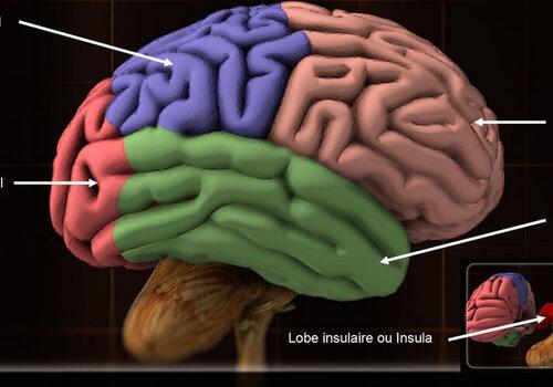 cerveau-fete-science