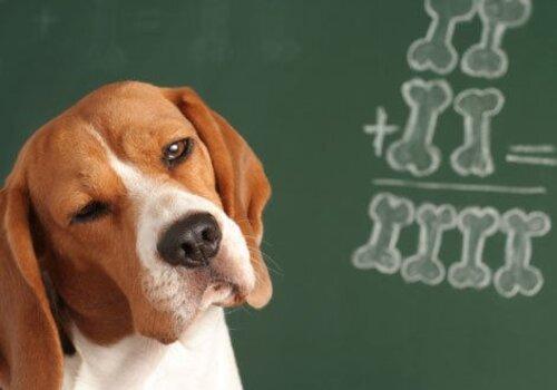 chien-fete-science