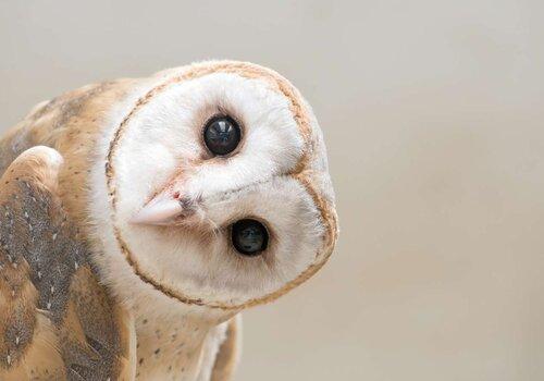 chouette-hibou-difference-fete-science