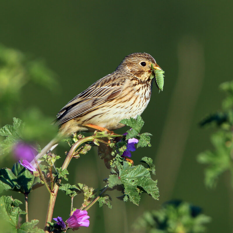 cnrs-oiseaux-fete-science