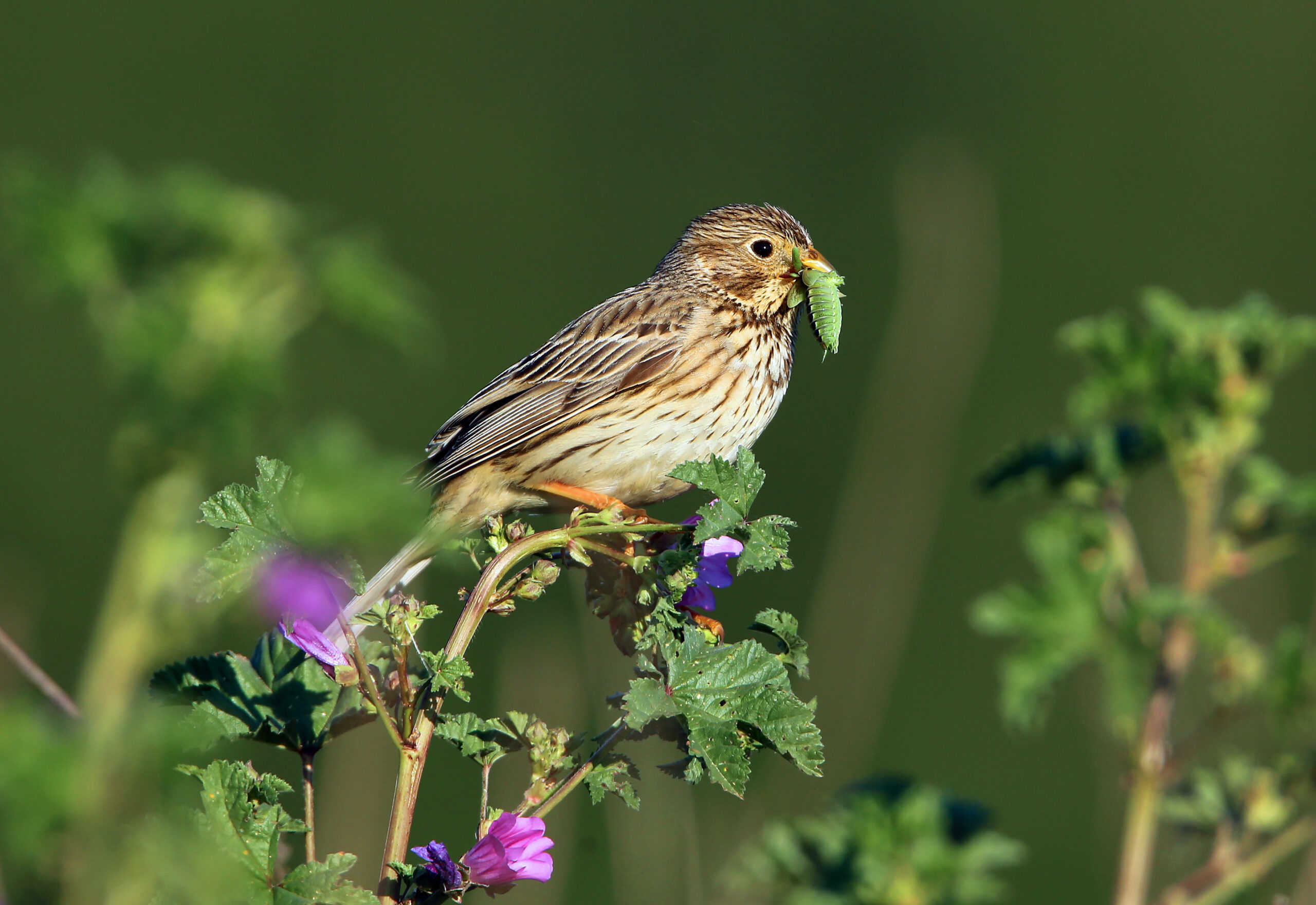 cnrs-oiseaux-fete-science