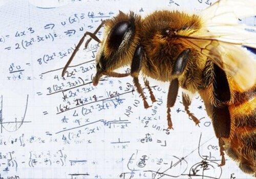 lg_210210_L_intelligence_des_abeilles_Tarbes