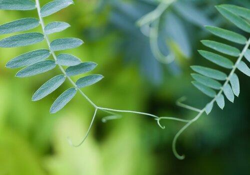 plantes-fete-science-fougere
