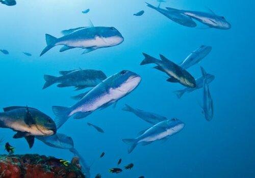 poisson-adaptation-fete-science