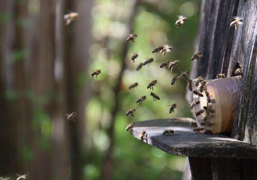 dominikrh-bees-7967049_1920