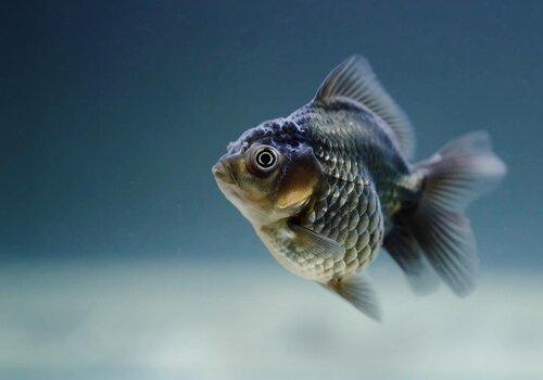 rethinktwice-fish-5917864_1920