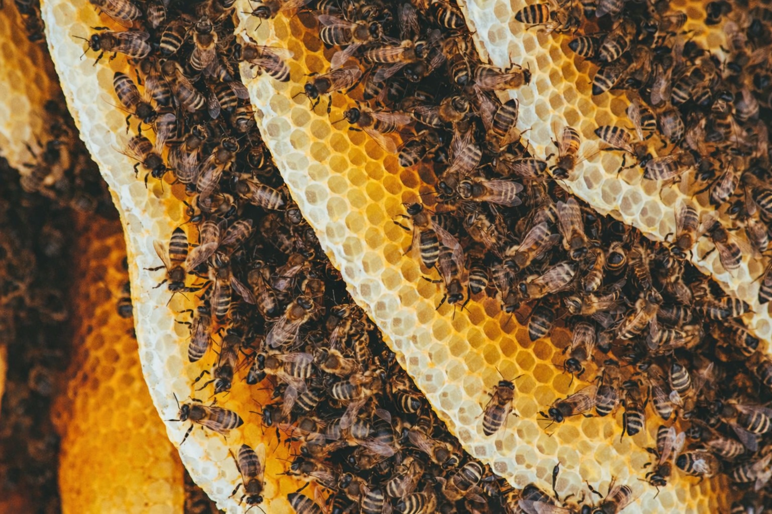 18032026_ABEILLES_CLEAN